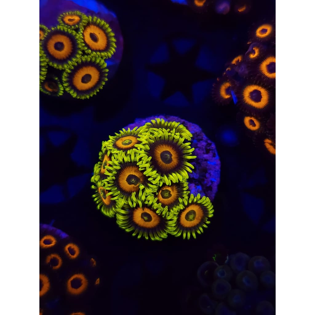 Lazy Lash Zoanthid Frag WYSIWYG!