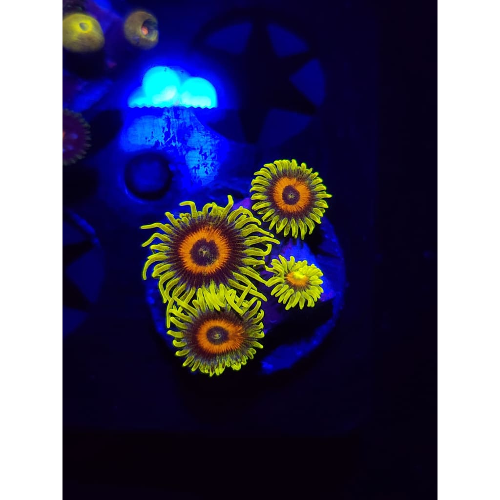 Lazy Lash Zoanthid Frag WYSIWYG!