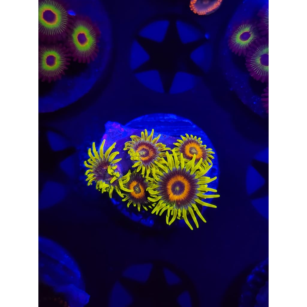 Lazy Lash Zoanthid Frag WYSIWYG!