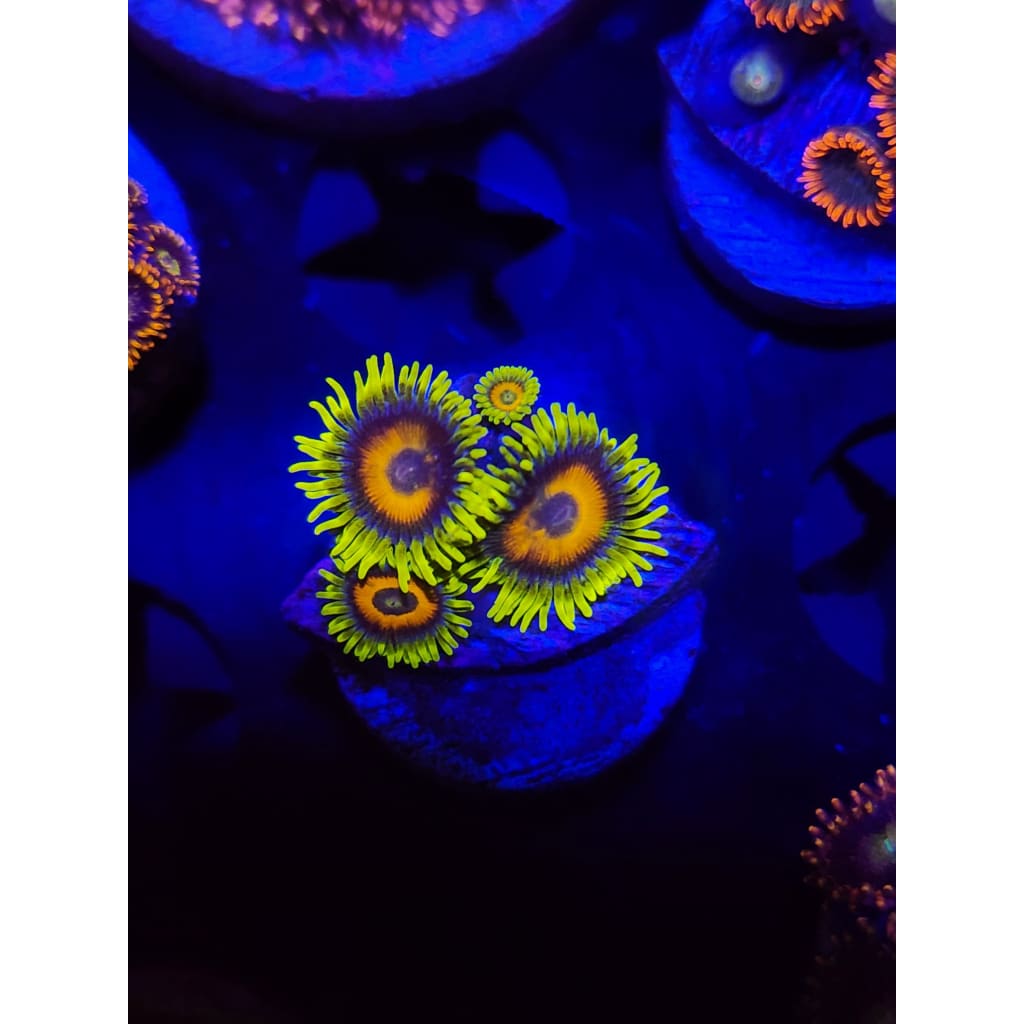 Lazy Lash Zoanthid Frag WYSIWYG!