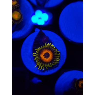 Lazy Lash Zoanthid Frag WYSIWYG!