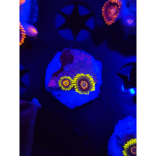 Lazy Lash Zoanthid Frag WYSIWYG!