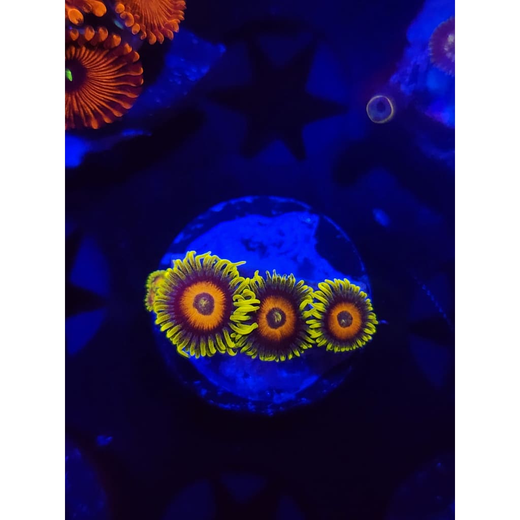 Lazy Lash Zoanthid Frag WYSIWYG!