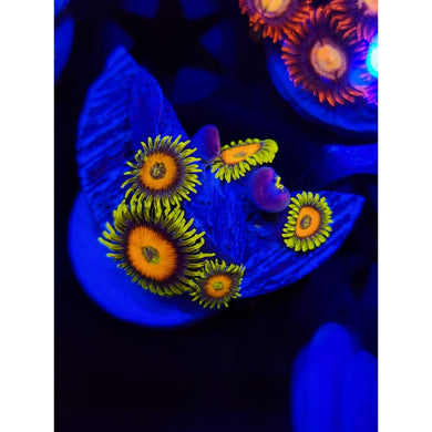 Lazy Lash Zoanthid Frag WYSIWYG!