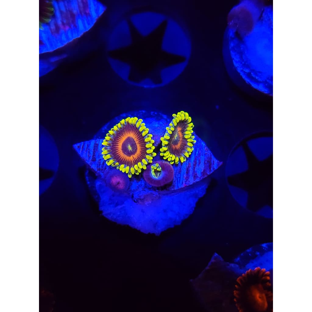 Lazy Lash Zoanthid Frag WYSIWYG!