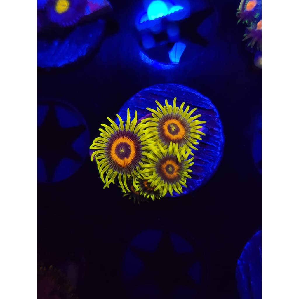 Lazy Lash Zoanthid Frag WYSIWYG!
