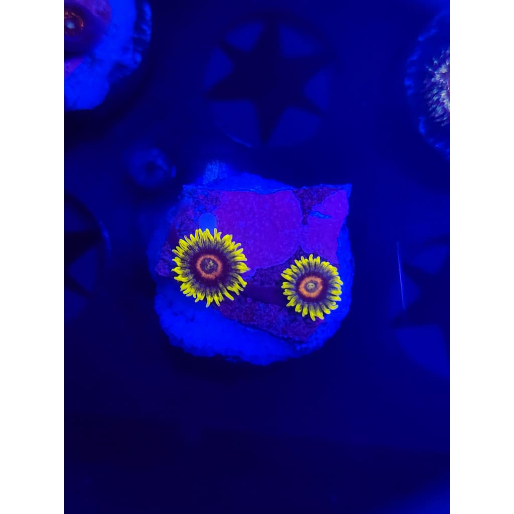 Lazy Lash Zoanthid Frag WYSIWYG!