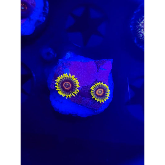 Lazy Lash Zoanthid Frag WYSIWYG!
