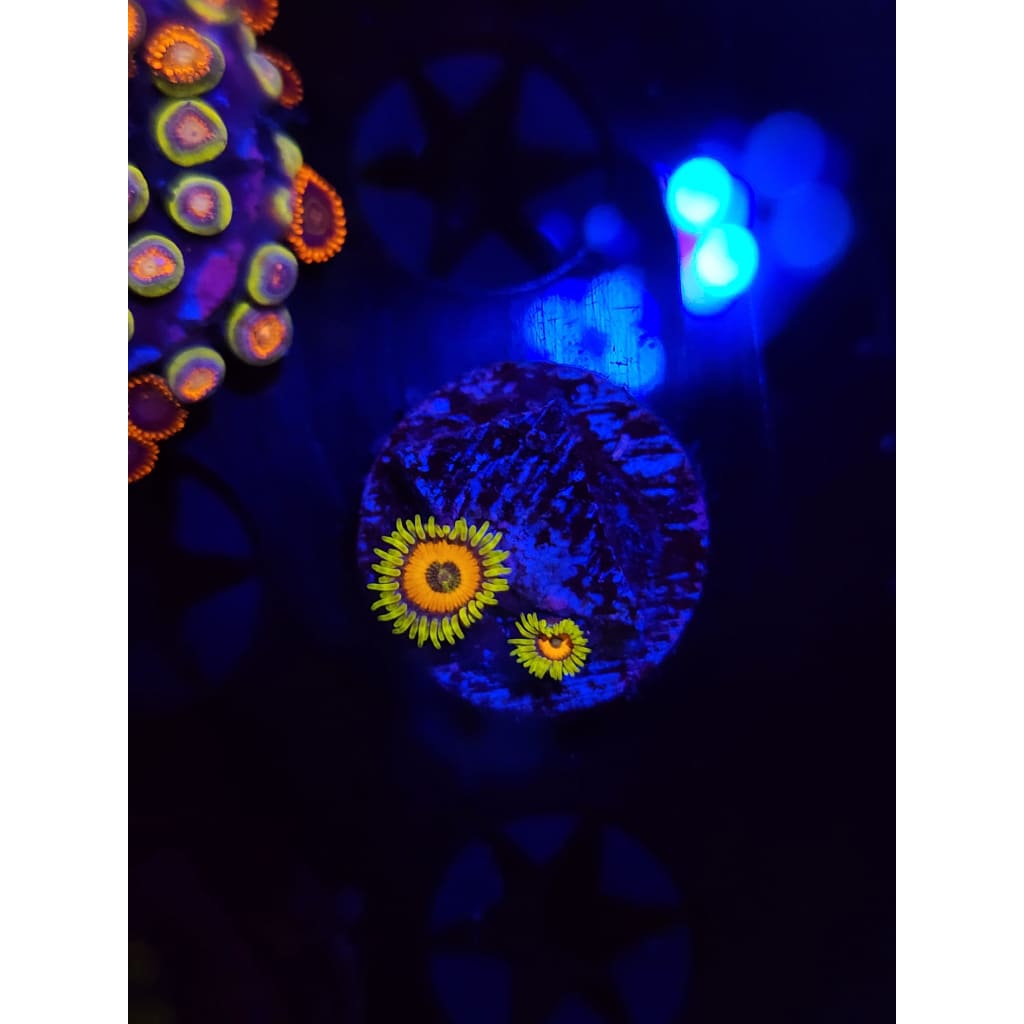 Lazy Lash Zoanthid Frag WYSIWYG!
