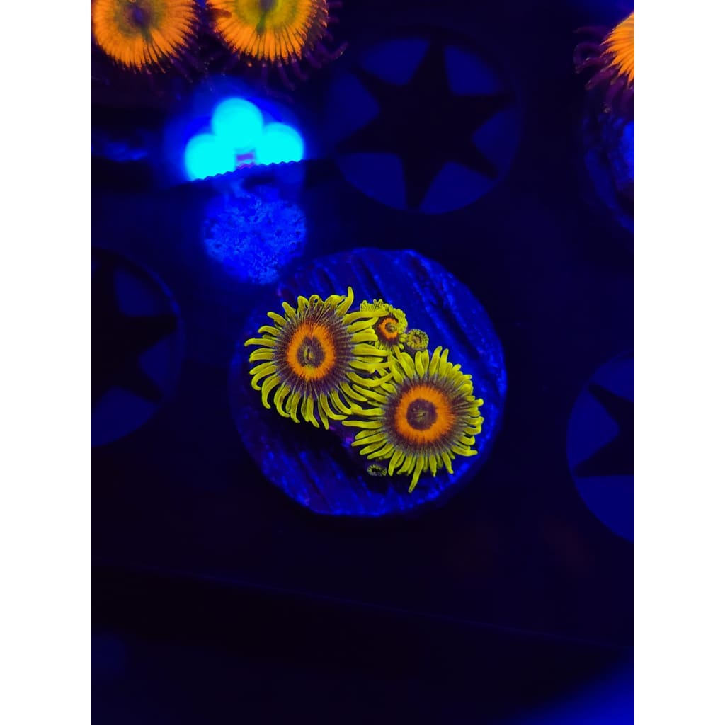 Lazy Lash Zoanthid Frag WYSIWYG!