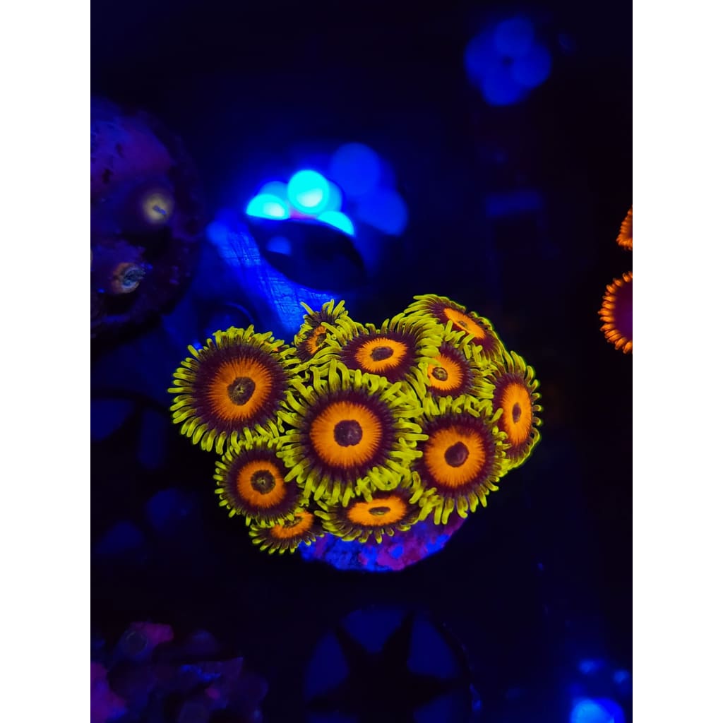 Lazy Lash Zoanthid Frag WYSIWYG!