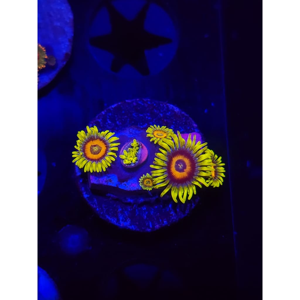 Lazy Lash Zoanthid Frag WYSIWYG!