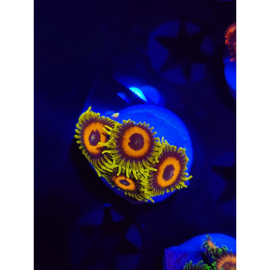 Lazy Lash Zoanthid Frag WYSIWYG!
