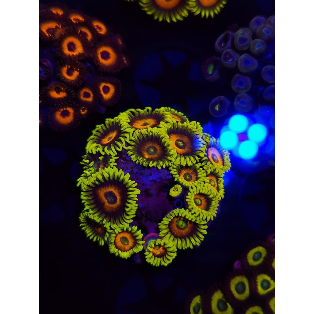 Lazy Lash Zoanthid Frag WYSIWYG!