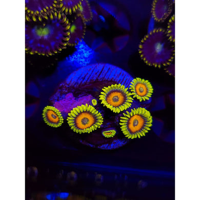 Lazy Lash Zoanthid Frag WYSIWYG!