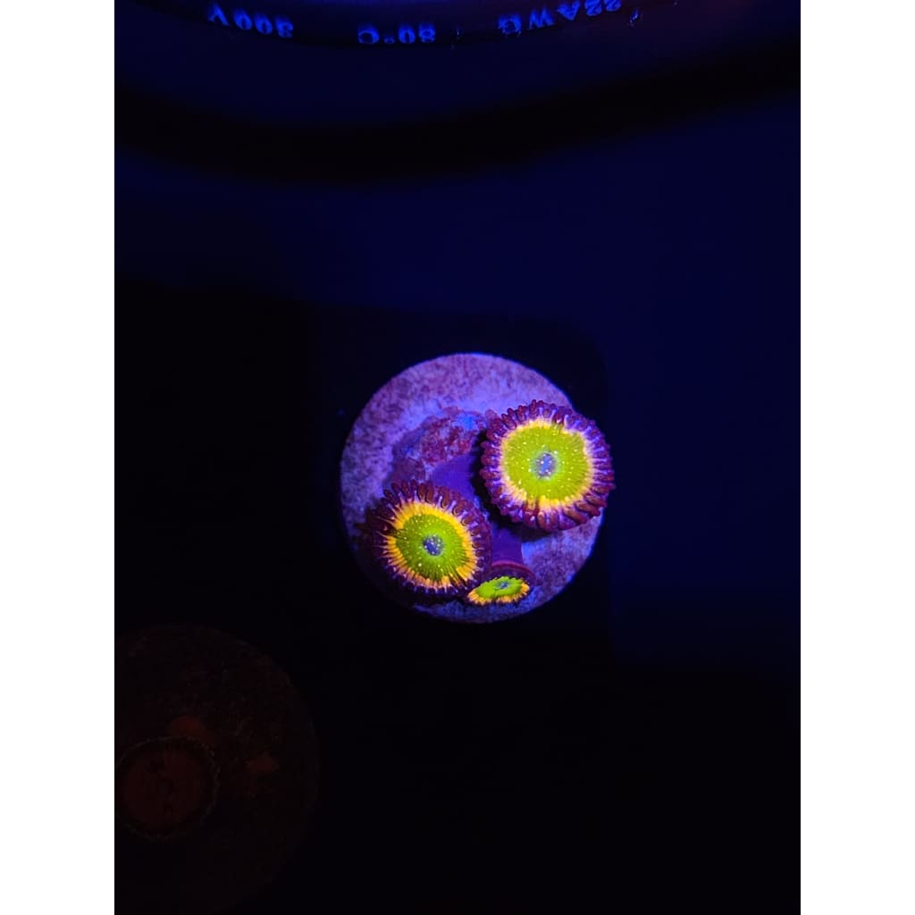 LCB Acid Rainbow Zoanthid Frag WYSIWYG!
