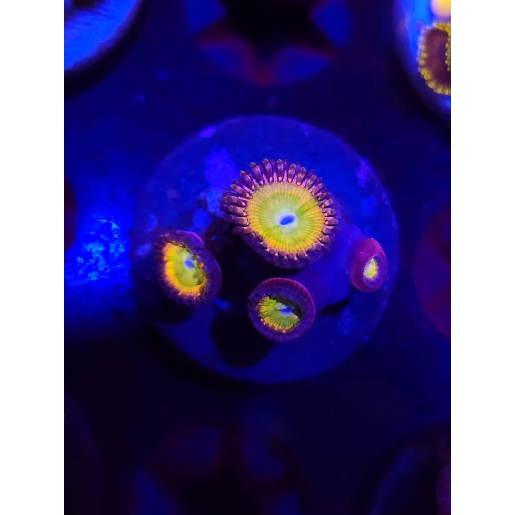 LCB Acid Rainbow Zoanthid Frag WYSIWYG!