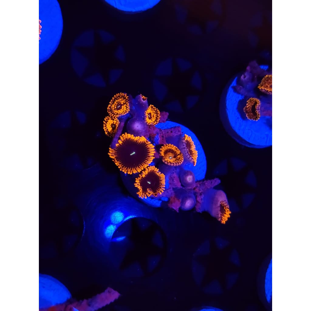LCB Agent Orange Combo Zoanthid Frag WYSIWYG!