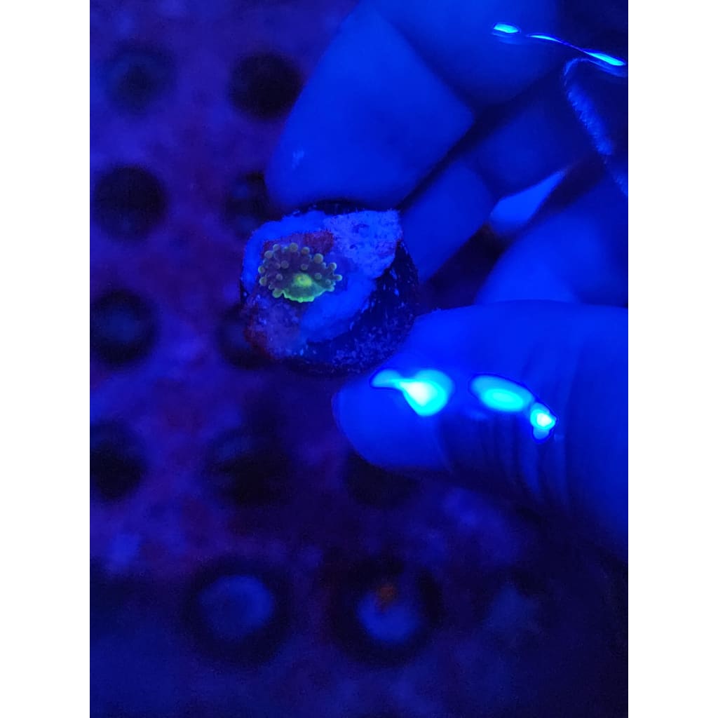 LCB Baby Wumbo Jumbo Bounce Mushroom WYSIWYG!