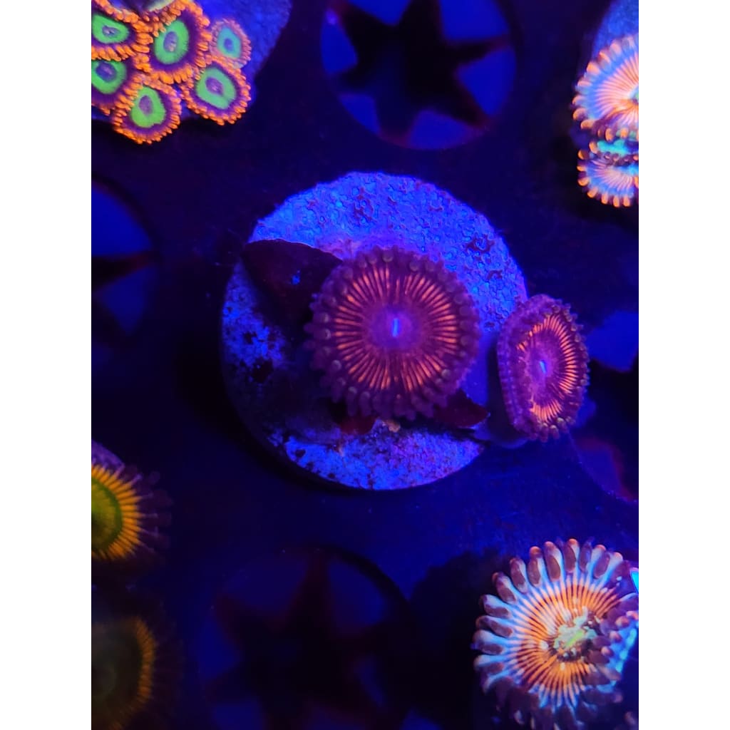 LCB Black Orchid Zoanthid Frag WYSIWYG!