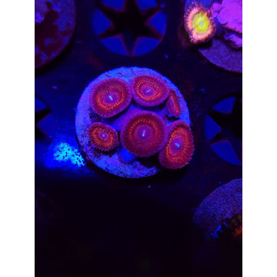 LCB Black Orchid Zoanthid Frag WYSIWYG!