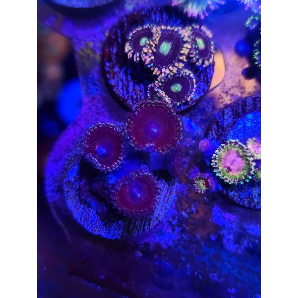 LCB Black Out Zoanthid Frag WYSIWYG!