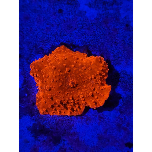 LCB Blood Moon Bounce Mushroom WYSIWYG!