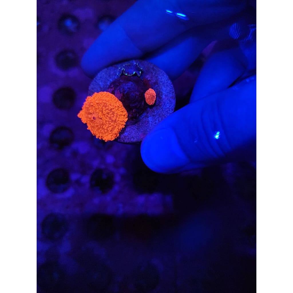 LCB Blood Moon Bounce Mushrooms WYSIWYG!