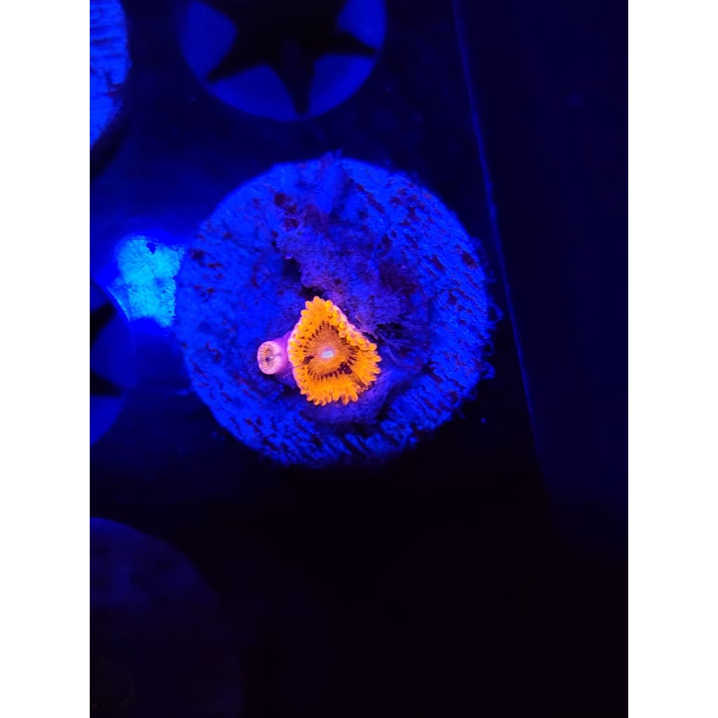 LCB Bloody Valentine Zoanthid Frag WYSIWYG!