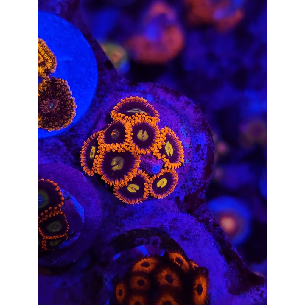 LCB Buckeye Zoanthid Frag WYSIWYG!