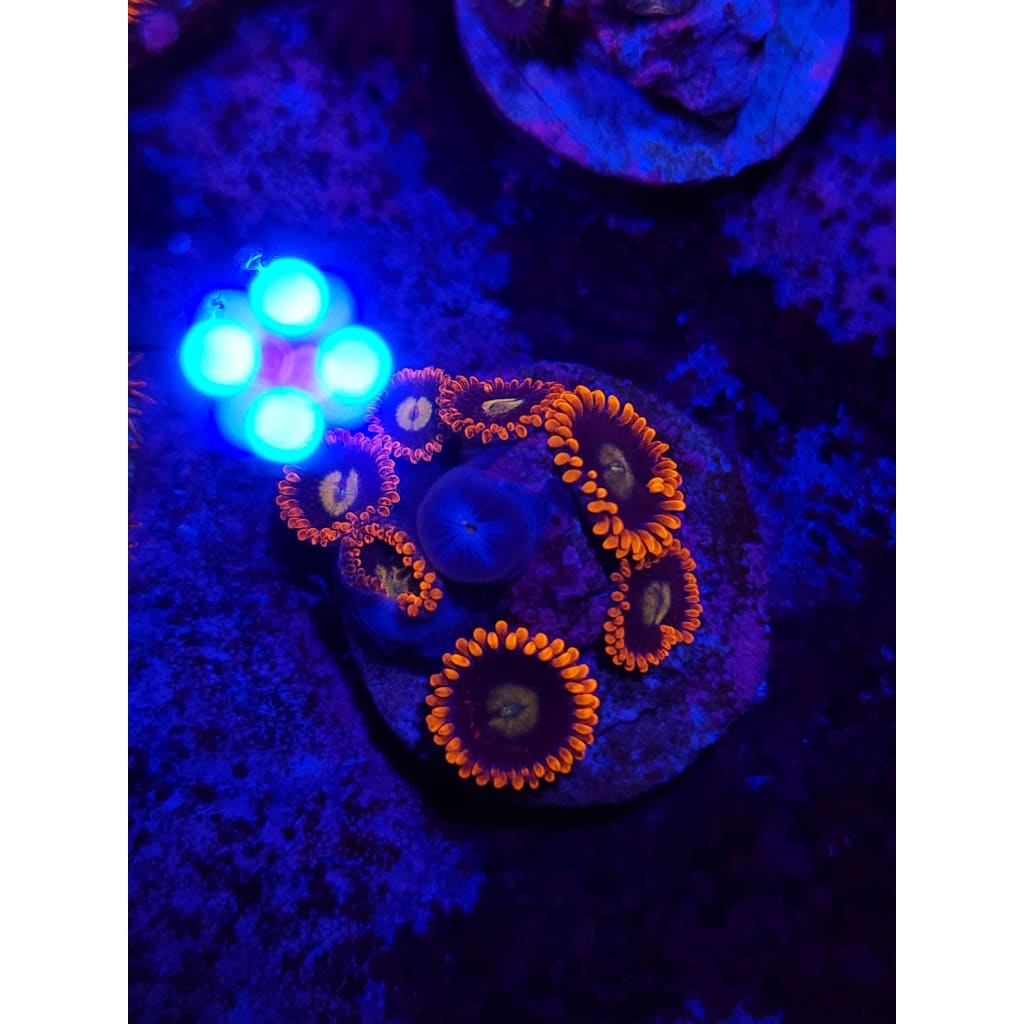 LCB Buckeye Zoanthid Frag WYSIWYG!