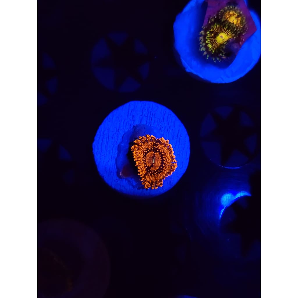 LCB Darth Vader Zoanthid Frag WYSIWYG!