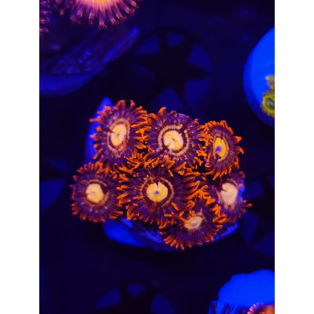 LCB Firecrackers Zoanthid Frag WYSIWYG!