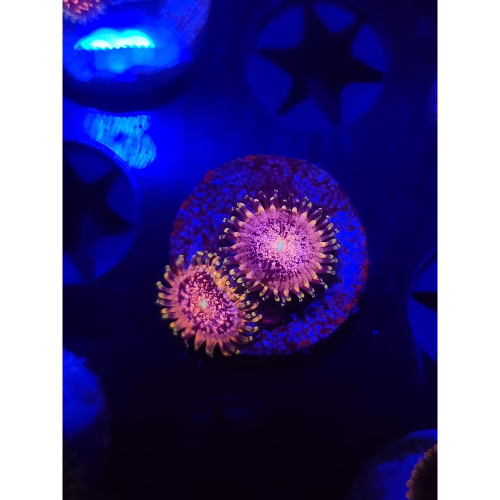 LCB Fright Night Zoanthid Frag WYSIWYG!