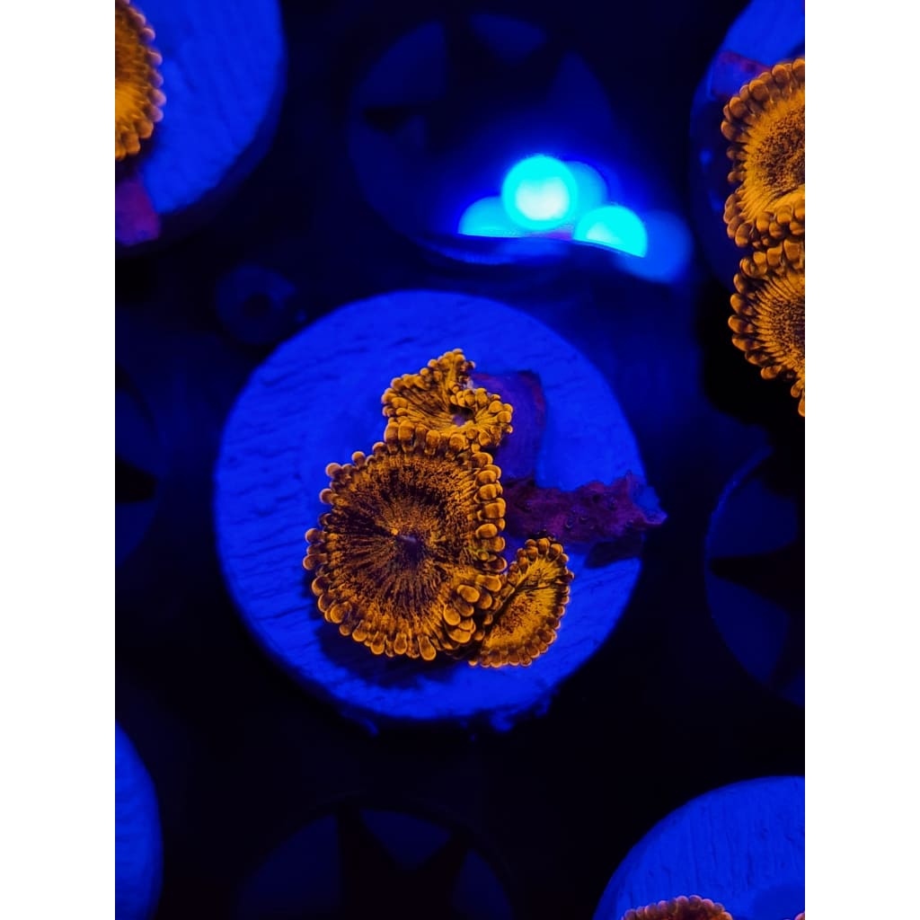 LCB Gold Dust Zoanthid Frag WYSIWYG!