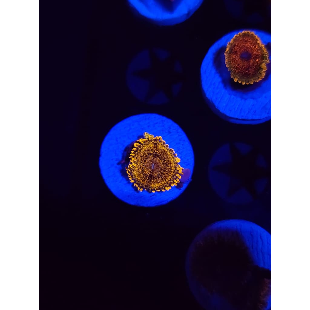 LCB Gold Rush Zoanthid Frag WYSIWYG!