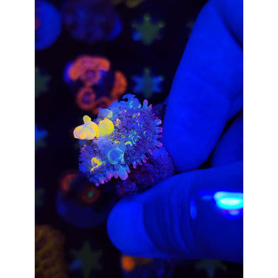 LCB Jackpot Bounce Mushroom WYSIWYG!
