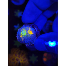 Load image into Gallery viewer, LCB Jackpot Bounce Mushroom WYSIWYG!

