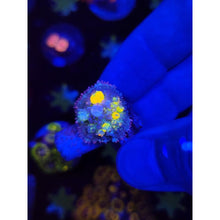 Load image into Gallery viewer, LCB Jackpot Bounce Mushroom WYSIWYG!
