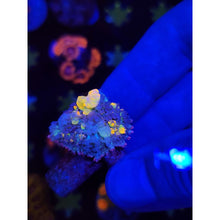 Load image into Gallery viewer, LCB Jackpot Bounce Mushroom WYSIWYG!
