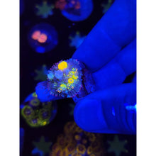 Load image into Gallery viewer, LCB Jackpot Bounce Mushroom WYSIWYG!
