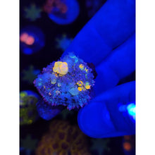 Load image into Gallery viewer, LCB Jackpot Bounce Mushroom WYSIWYG!
