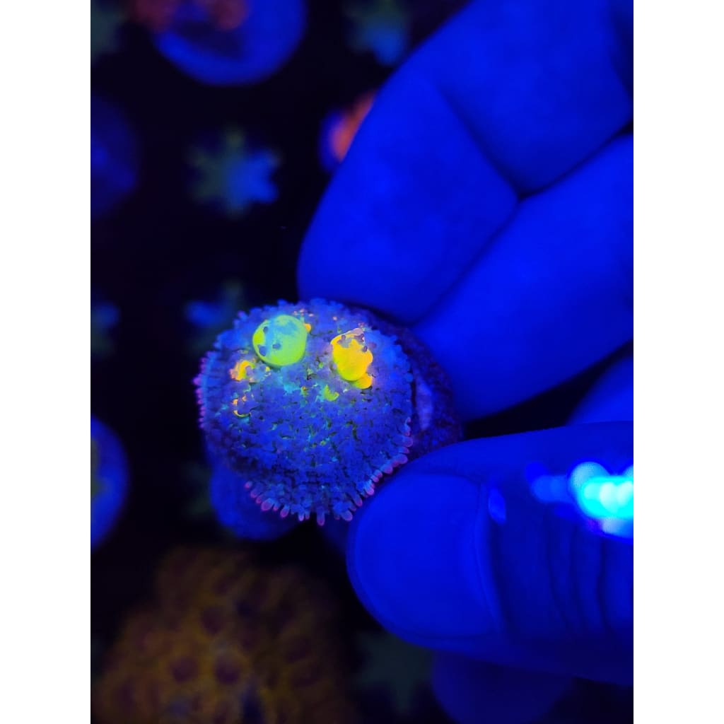 LCB Jackpot Bounce Mushroom WYSIWYG!