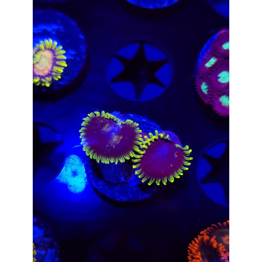 LCB Joker Zoanthid Frag WYSIWYG!