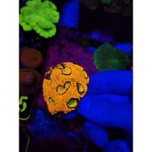 Load image into Gallery viewer, LCB Kaleidoscope Acan Echinata Colony WYSIWYG!
