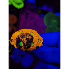 Load image into Gallery viewer, LCB Kaleidoscope Acan Echinata Colony WYSIWYG!
