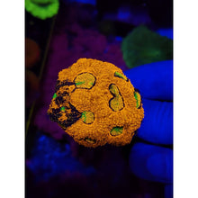 Load image into Gallery viewer, LCB Kaleidoscope Acan Echinata Colony WYSIWYG!
