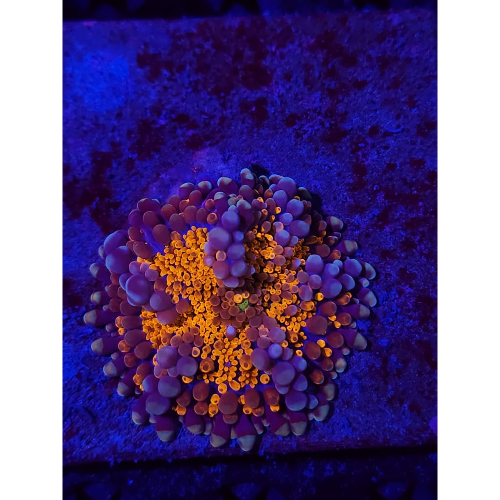 LCB MAMA Wumbo Jumbo Bounce Mushroom WYSIWYG!