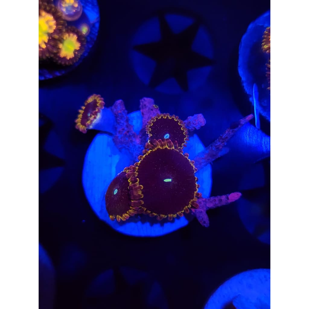 LCB Pink Galaxy Zoanthid Frag WYSIWYG!