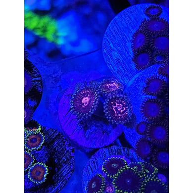 LCB Pink Hallucination Zoanthid Frag WYSIWYG!